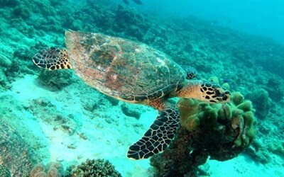 Горящие туры и путевки